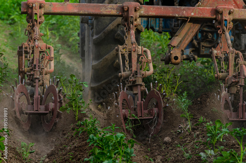 A tractor plows a field on a tractor. Compacts the soil, seals up weeds and improves the flow of air and water into the soil. He grows a potato plantation. Agricultural machinery.