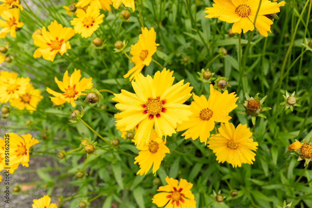 Lanceleaf tickseed or Coreopsis Lanceolata plant in Saint Gallen in Switzerland Lanceleaf tickseed or Coreopsis Lanceolata plant in Saint Gallen in Switzerland