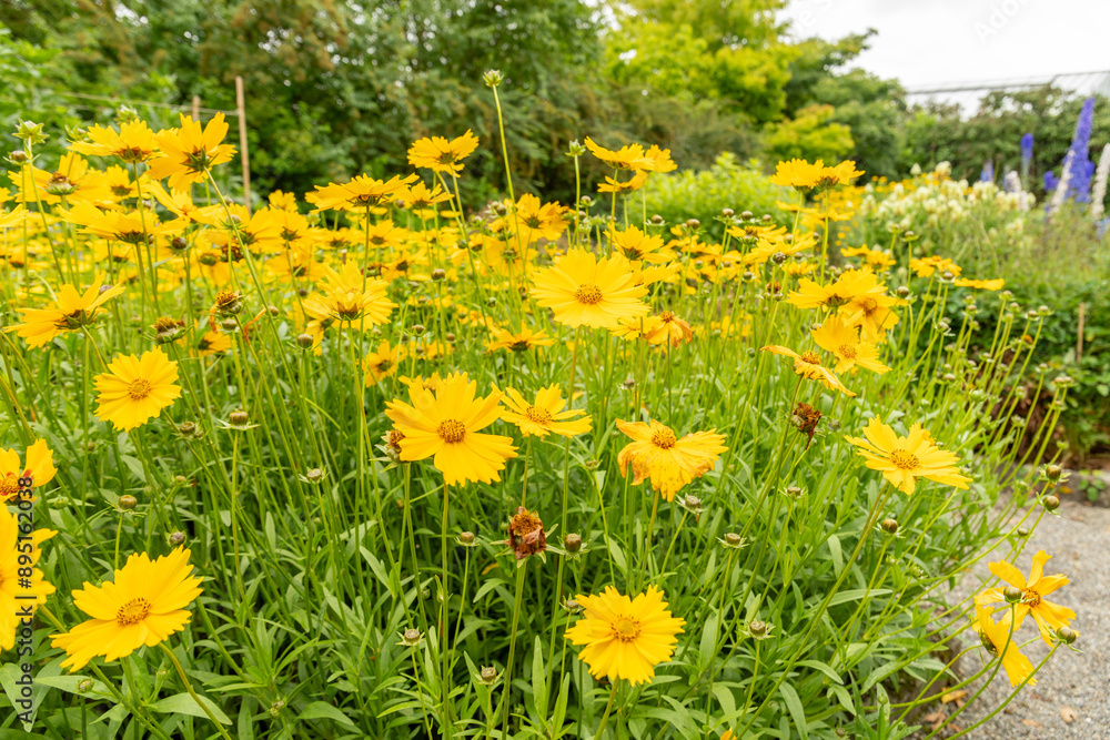 Obraz premium Lanceleaf tickseed or Coreopsis Lanceolata plant in Saint Gallen in Switzerland