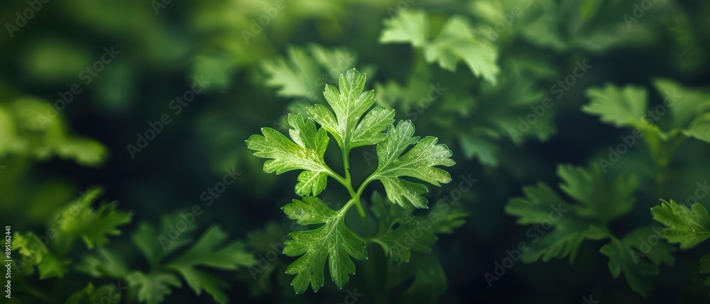 Parsley is showcased in an ultramodern, supernatural scene, with fresh, green parsley sprigs and ample copy space Parsley is showcased in an ultramodern, supernatural scene, with fresh, green parsley sprigs and ample copy space