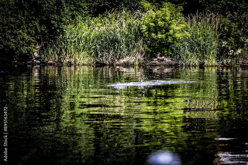 reflection of trees in water reflection of trees in water