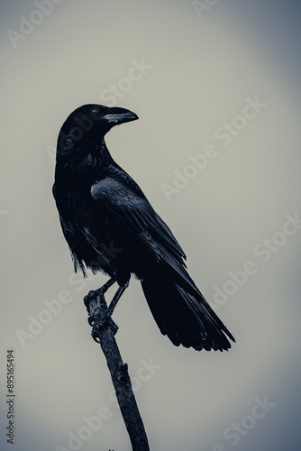 raven on a branch