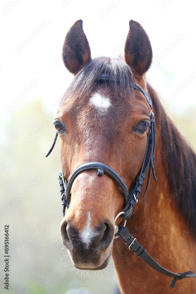 Extreme closeup portrait of a íoung domestic saddle horse on a rural animal farm Extreme closeup portrait of a íoung domestic saddle horse on a rural animal farm