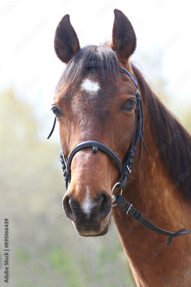Obraz premium Extreme closeup portrait of a íoung domestic saddle horse on a rural animal farm