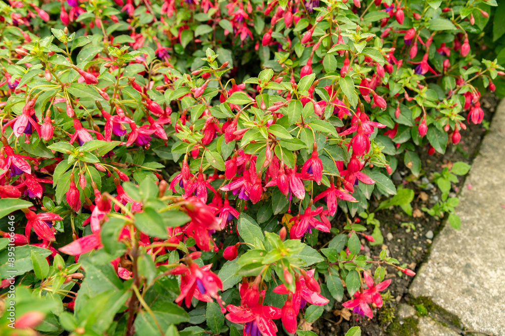 Fuchsia Hybrid plant in Saint Gallen in Switzerland Fuchsia Hybrid plant in Saint Gallen in Switzerland