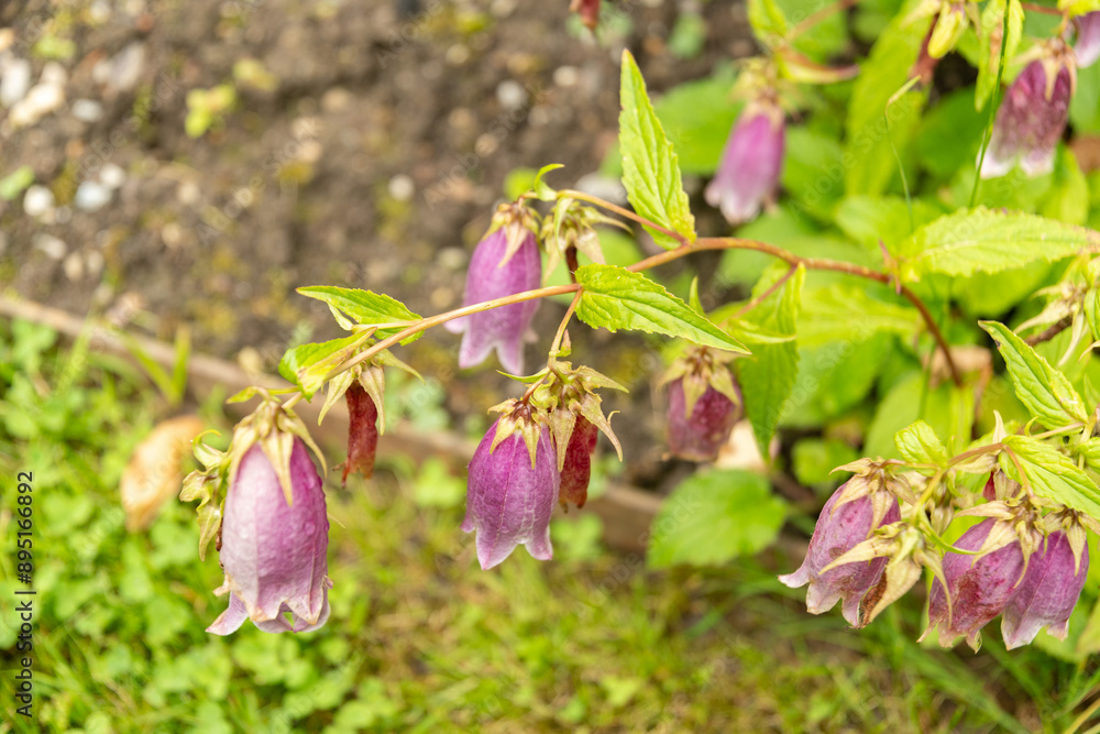 Korean bellflower or Campanula Takesimana plant in Saint Gallen in Switzerland Korean bellflower or Campanula Takesimana plant in Saint Gallen in Switzerland