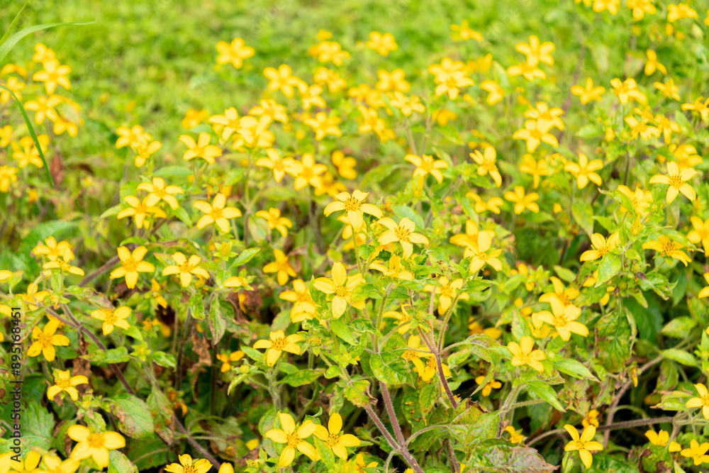 Obraz premium Golden knee or Chrysogonum Virginianum plant in Saint Gallen in Switzerland