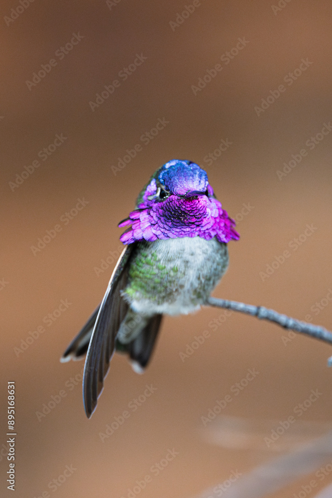 Obraz premium Colorful Hummingbird showing feathers
