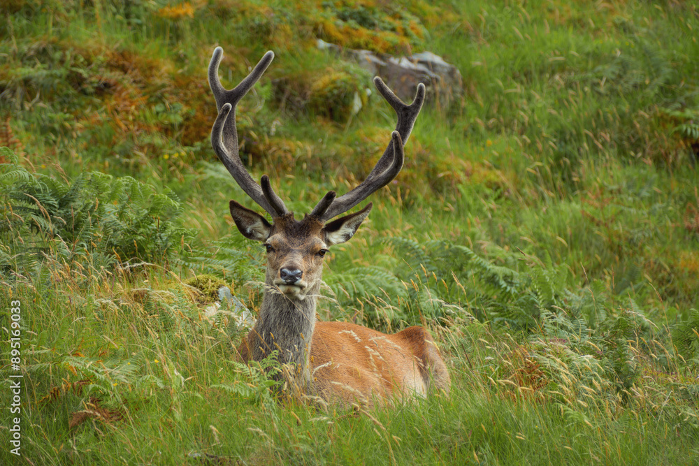 Scottish red deer (Cervus elaphus scoticus) lying on the grass on a mountainside. North West Sutherland, Scotland Scottish red deer (Cervus elaphus scoticus) lying on the grass on a mountainside. North West Sutherland, Scotland