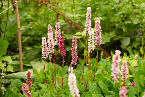 Himalayan bistort or Polygonum Affine plant in Saint Gallen in Switzerland photo