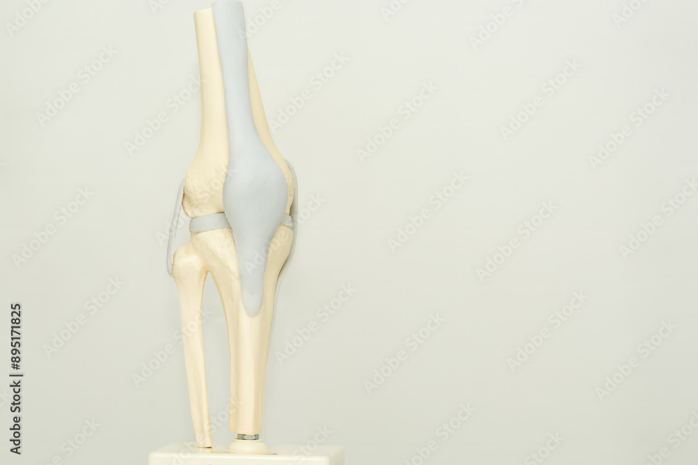 Model of a human knee joint isolated on a light gray background - for training, demonstration to a patient, advertising of medical services. Model of a human knee joint isolated on a light gray background - for training, demonstration to a patient, advertising of medical services.