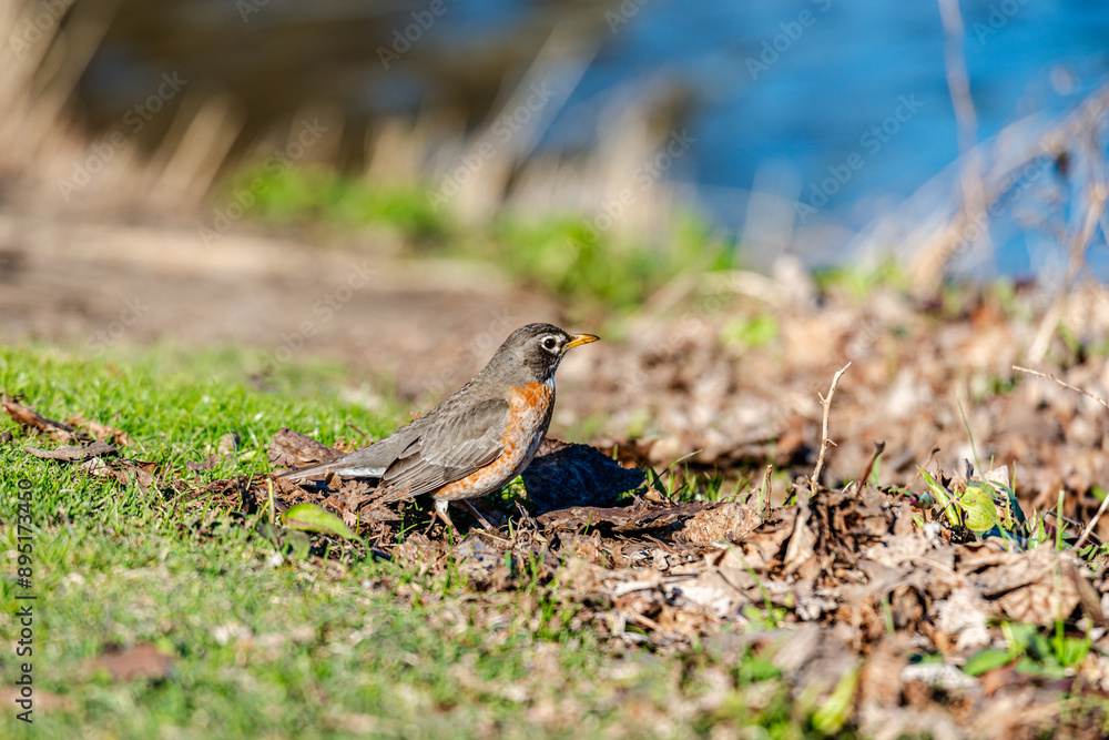 Obraz premium Robin on grass by the river 