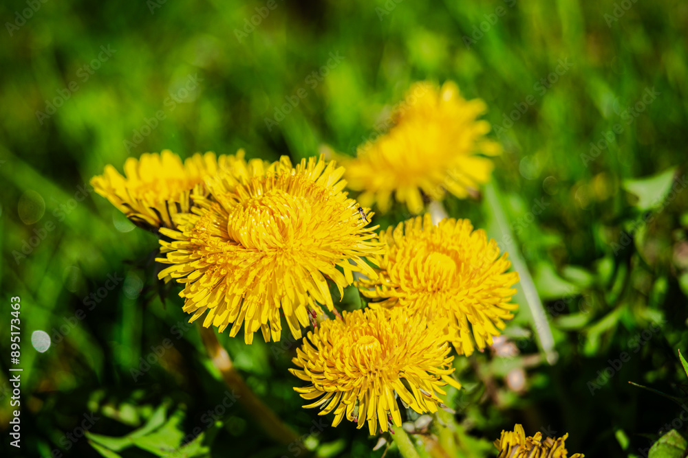 Dandelions in the meadow sunny springtime day Dandelions in the meadow sunny springtime day
