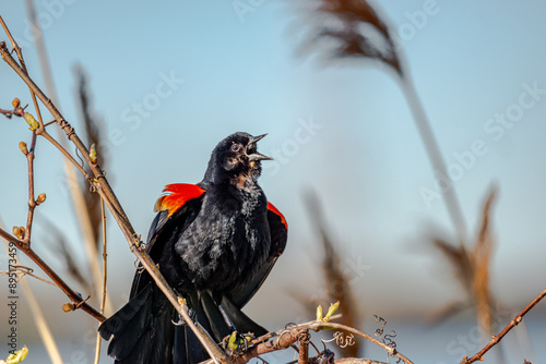 Red-winged Blackbird is a passerine bird found in most of North America and much of Central America