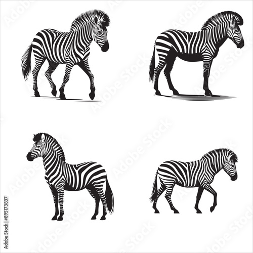 silhouette of zebra on standing pose isolated on white background 