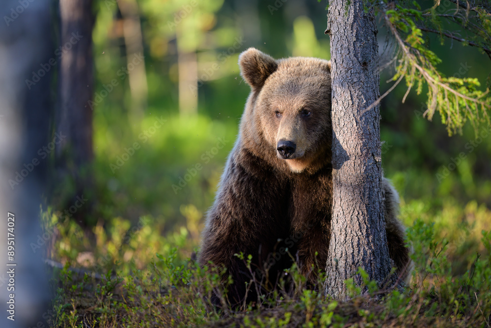 Fototapeta premium European brown bear (Ursus arctos) in summer