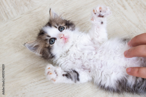 A small cat is in a supine position receiving affection from a human photo