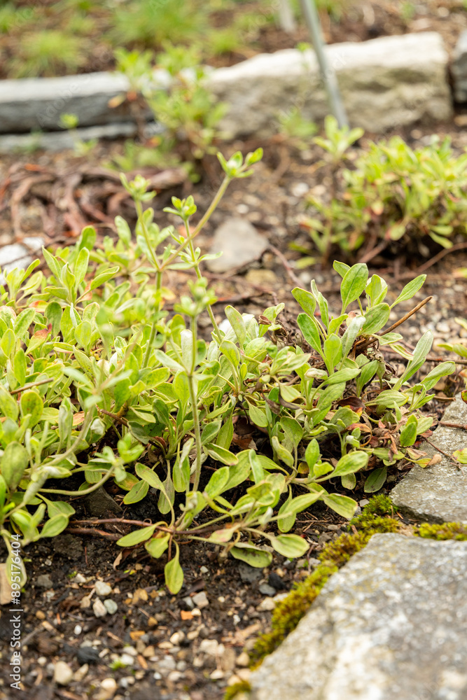 Eriogonum Flavum plant in Saint Gallen in Switzerland Eriogonum Flavum plant in Saint Gallen in Switzerland