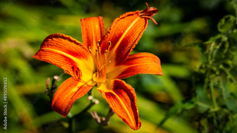 The closeup image captures a vivid orange daylily in full bloom in its natural habitat The closeup image captures a vivid orange daylily in full bloom in its natural habitat