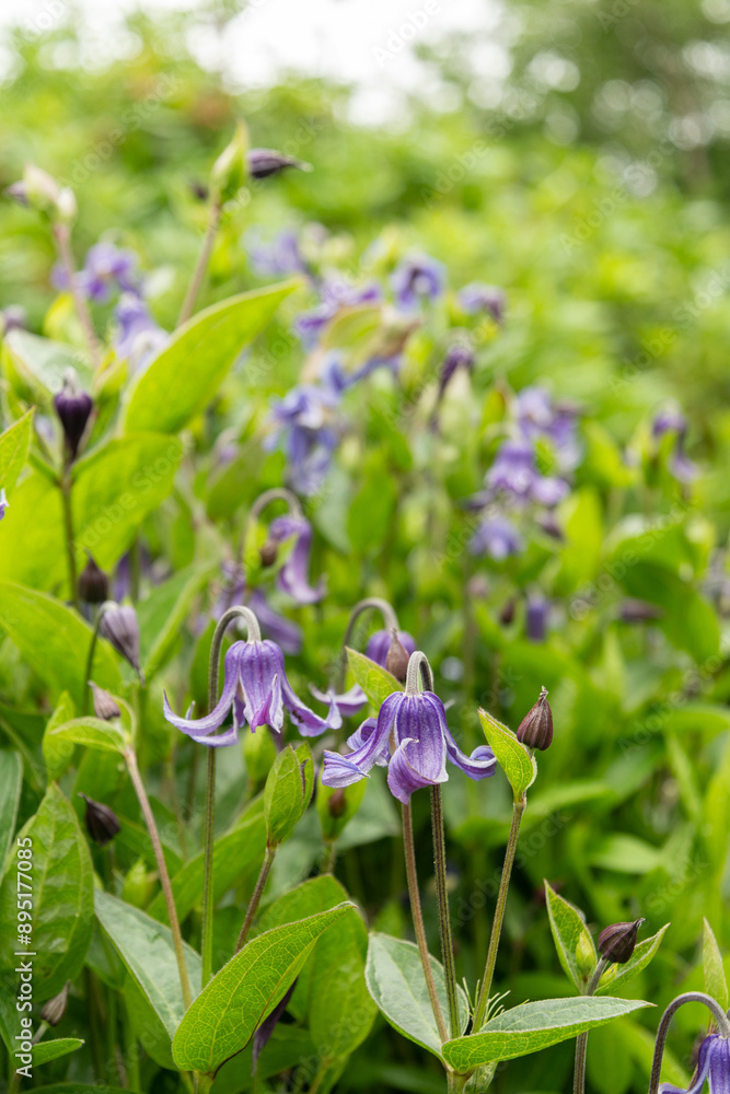 Clematis Integrifolia plant in Saint Gallen in Switzerland Clematis Integrifolia plant in Saint Gallen in Switzerland