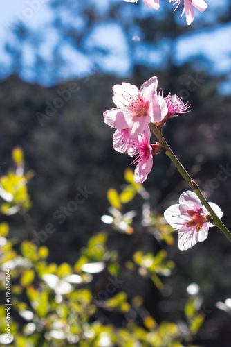 Pink Cherry Blossom