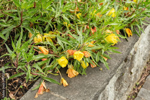 Missouri primrose or Oenothera Macrocarpa plant in Saint Gallen in Switzerland photo