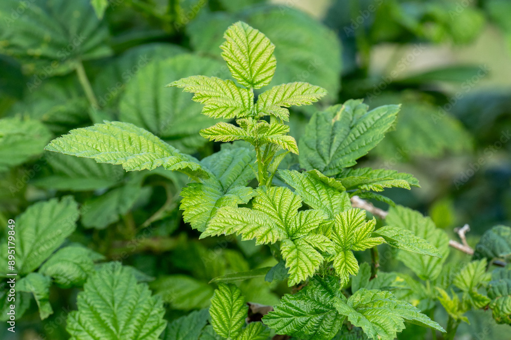 Green leaves of a blackberry plant in the countryside in spring Green leaves of a blackberry plant in the countryside in spring
