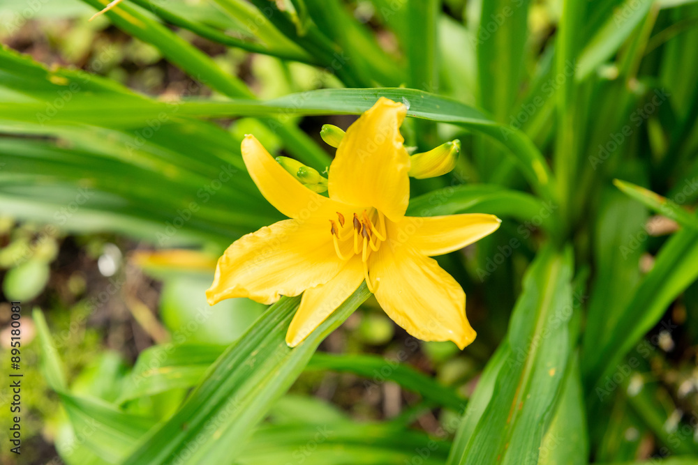 Hemerocallis Dumortieri plant in Saint Gallen in Switzerland Hemerocallis Dumortieri plant in Saint Gallen in Switzerland