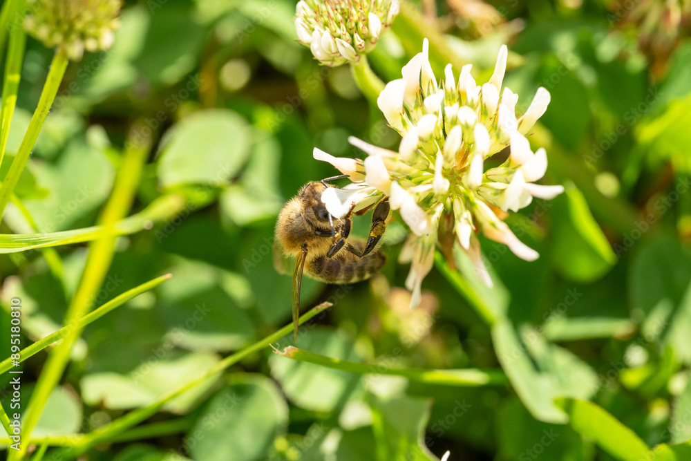 Bee pollinates grass blossom in the garden Bee pollinates grass blossom in the garden