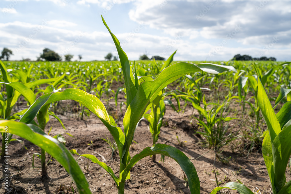 Fototapeta premium Corn plants in the farm field in summer 