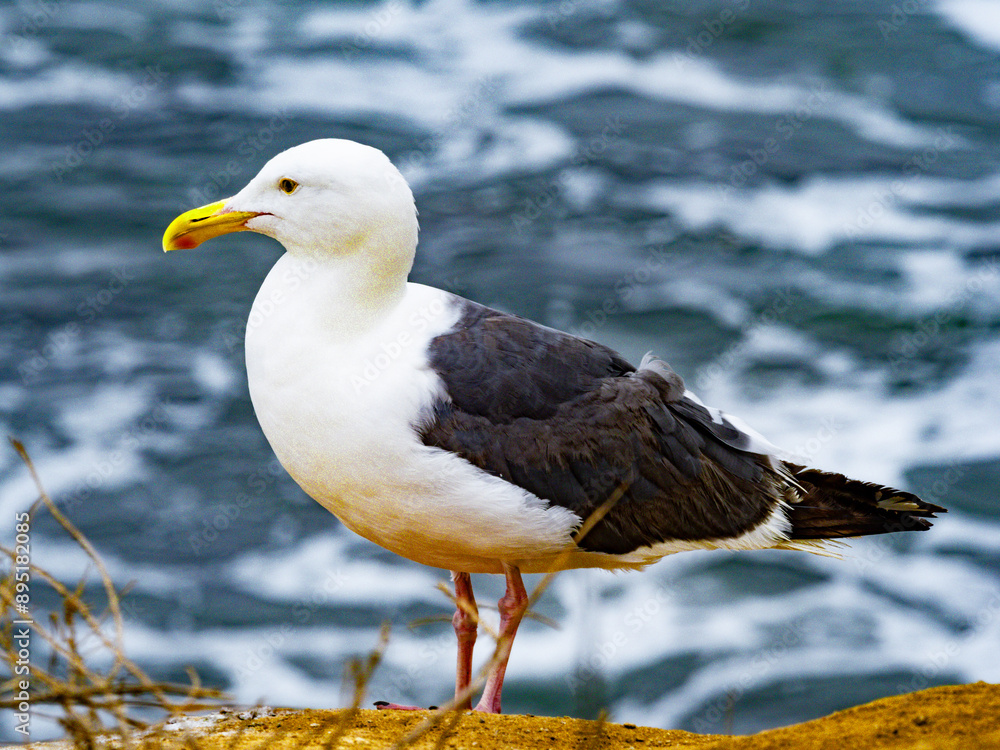 seagull on rock by the ocean seagull on rock by the ocean