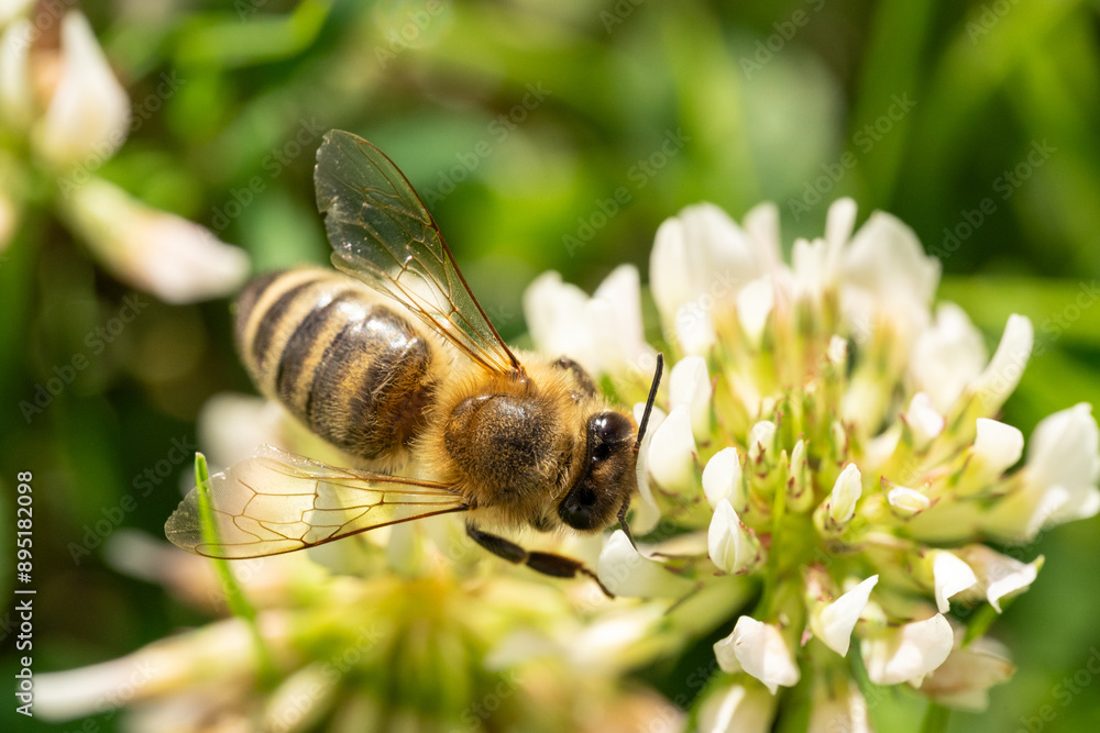 Bee pollinates grass blossom in the garden Bee pollinates grass blossom in the garden