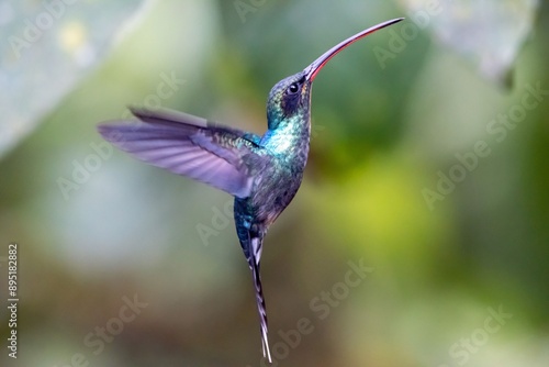 Flying Green Hermit, Phaethornis guy photo