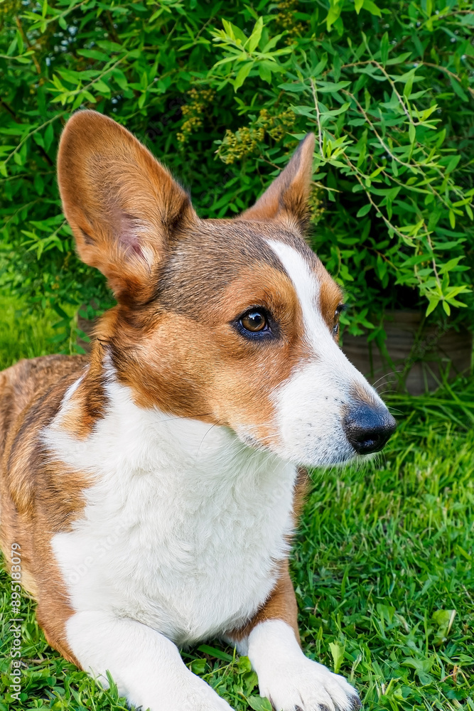 Dog. Cute Welsh corgi Pembroke is relaxing on the lawn. Pet. Dog. Cute Welsh corgi Pembroke is relaxing on the lawn. Pet.