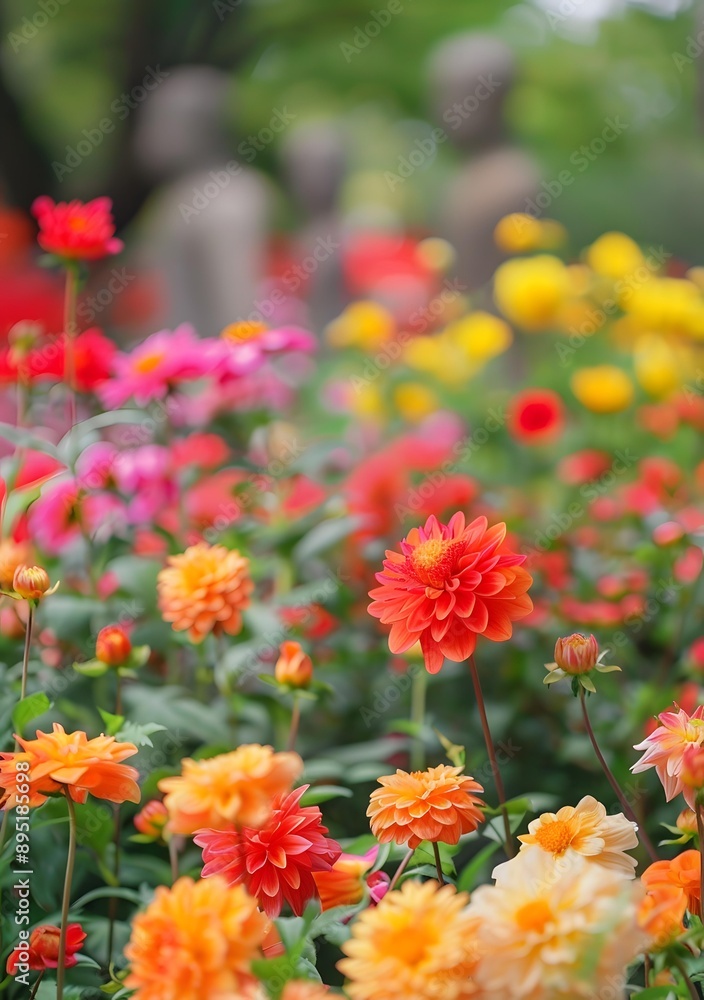 Colorful Dahlias Blooming in a Garden Colorful Dahlias Blooming in a Garden