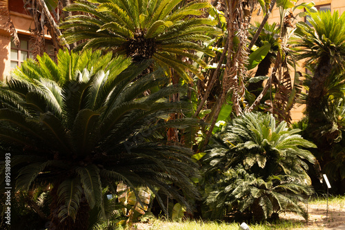 A lush jungle of palm trees...