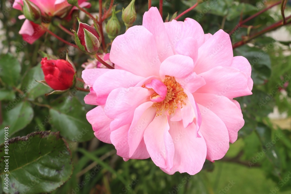 Closeup shot of a blooming pink rose in daytime with green leaves in the background Closeup shot of a blooming pink rose in daytime with green leaves in the background
