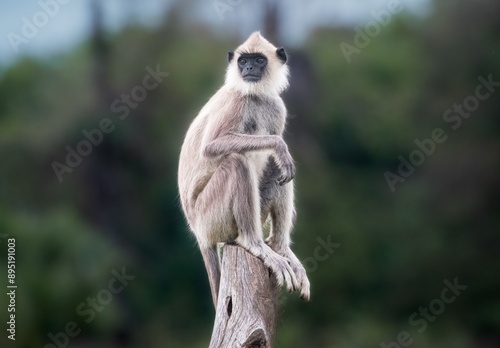 Northern plains gray langur monkey (Semnopithecus entellus) sitting on a tree branch in the forest photo