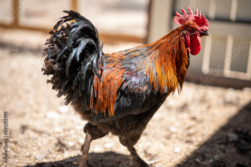 rooster in the farm