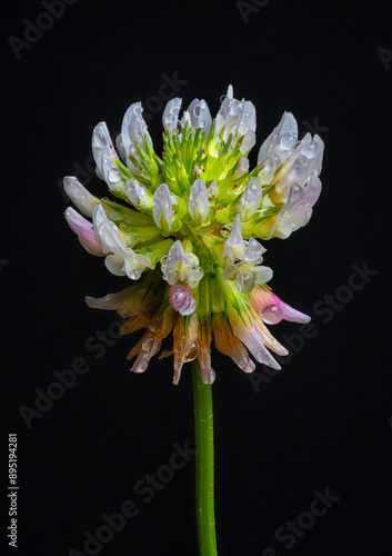 Clover with drops of rain