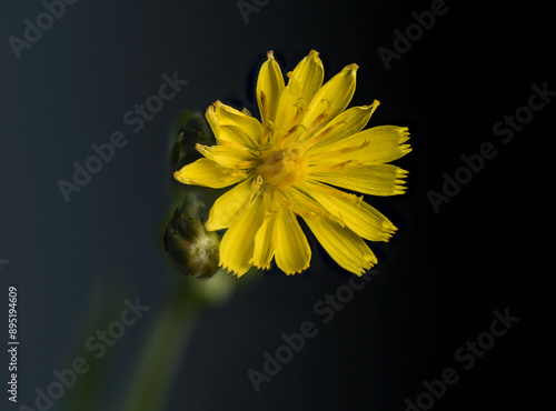 yellow flower on black background
