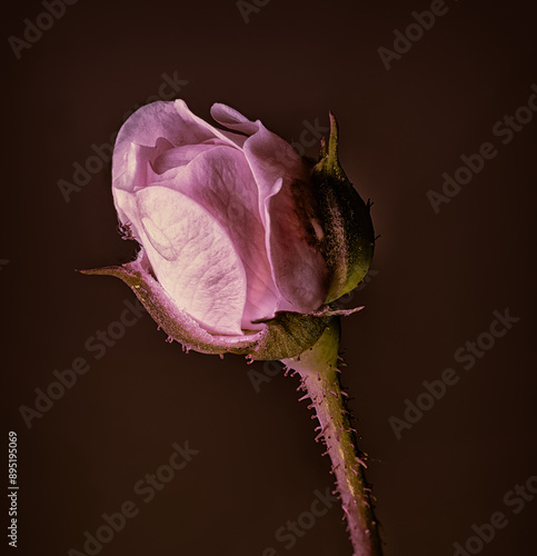 pink rose bud