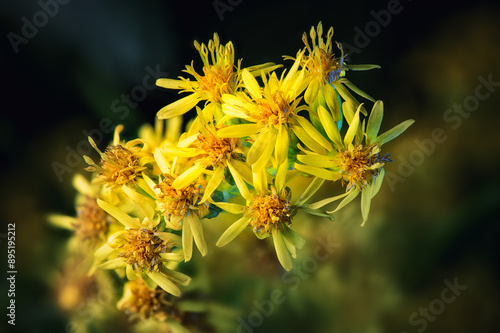close up of yellow flowers