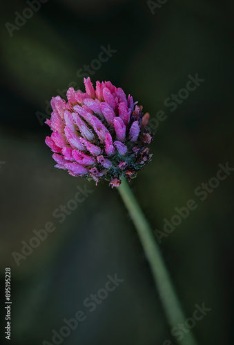 close up of a purple flower