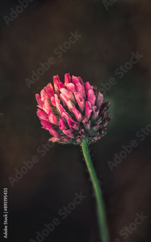 Purple clover flower