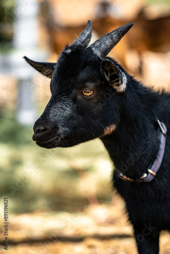 portrait of a goat