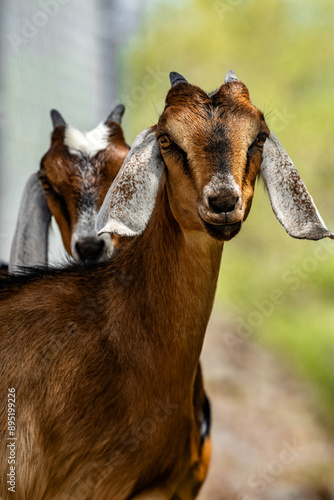 Nubian Goats