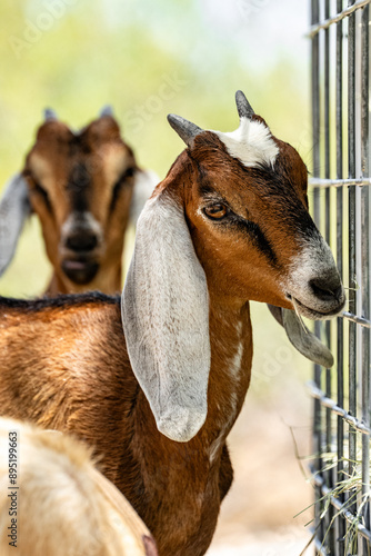 Goat Kids Foraging for Hay