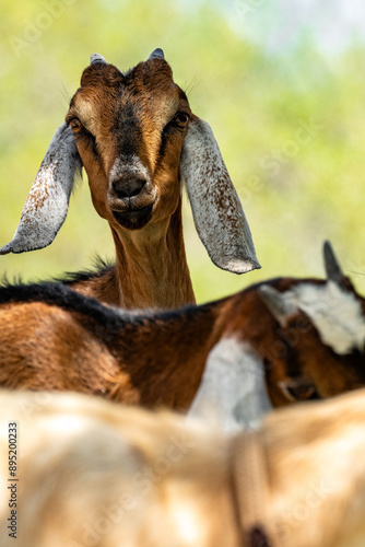 Goat Sisters on the Homestead