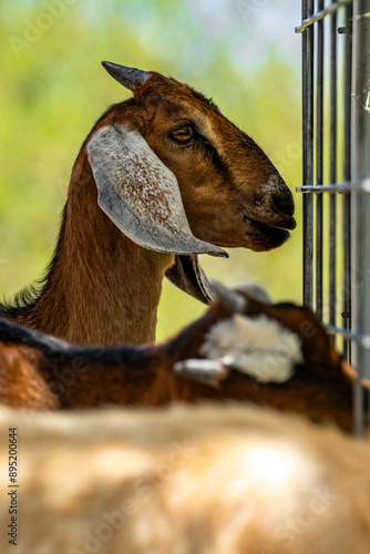 Goat kid Side Profile
